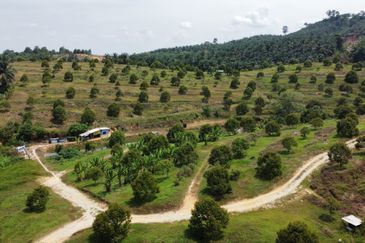 46 acres Durian Farm at Tapah,Perak