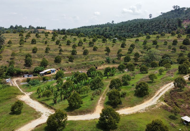 46 acres Durian Farm at Tapah,Perak