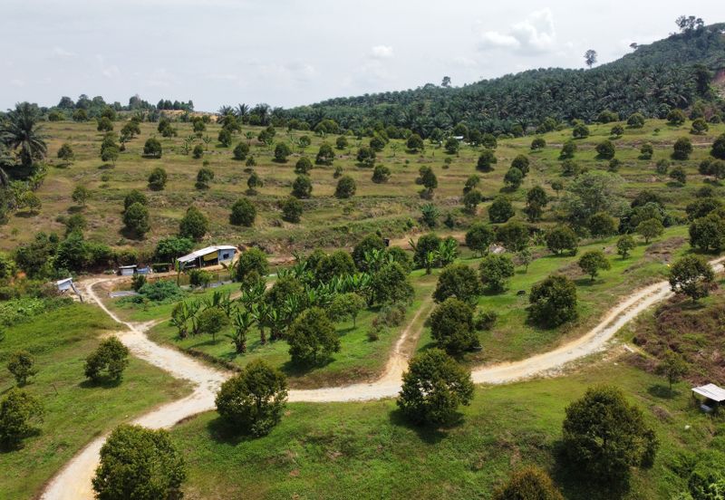 46 acres Durian Farm at Tapah,Perak