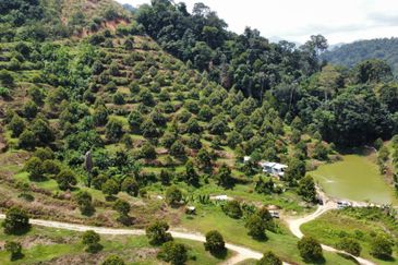 46 acres Durian Farm at Tapah,Perak