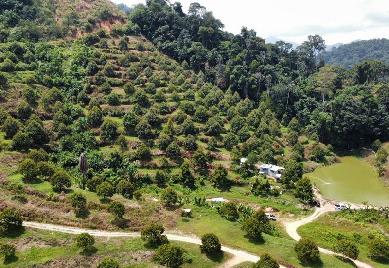 46 acres Durian Farm at Tapah,Perak