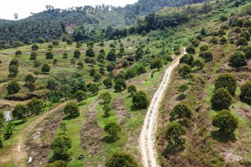 46 acres Durian Farm at Tapah,Perak