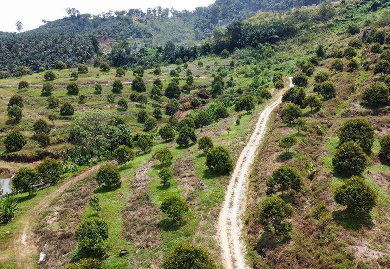 46 acres Durian Farm at Tapah,Perak