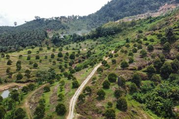 46 acres Durian Farm at Tapah,Perak