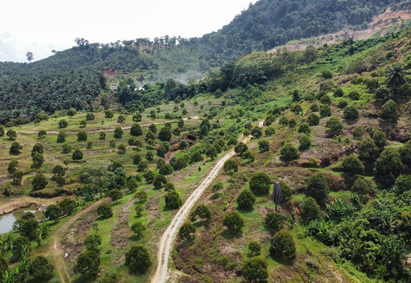 46 acres Durian Farm at Tapah,Perak