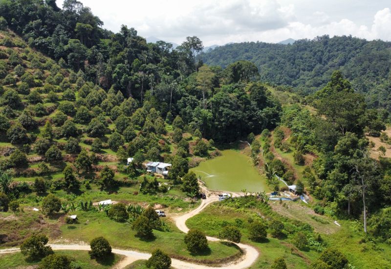 46 acres Durian Farm at Tapah,Perak