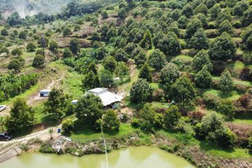 46 acres Durian Farm at Tapah,Perak