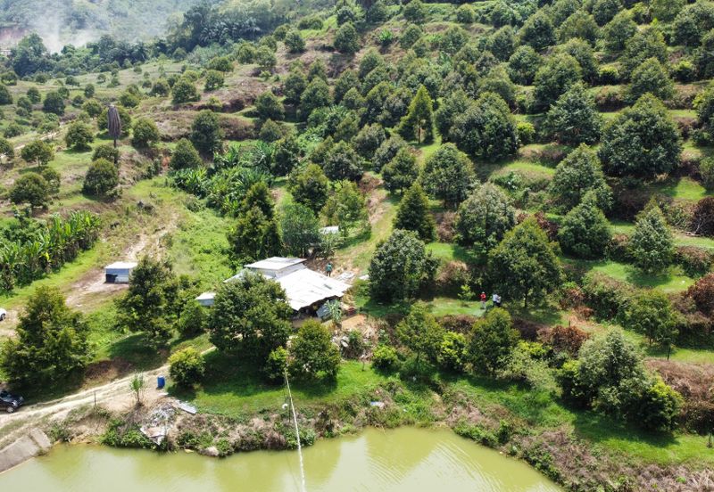 46 acres Durian Farm at Tapah,Perak