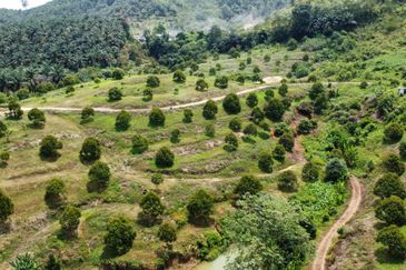 46 acres Durian Farm at Tapah,Perak