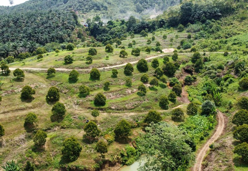 46 acres Durian Farm at Tapah,Perak