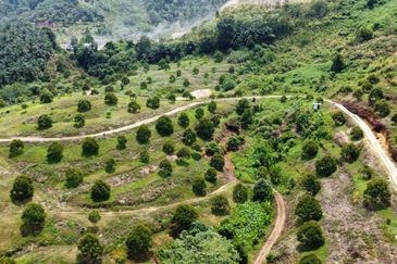 46 acres Durian Farm at Tapah,Perak