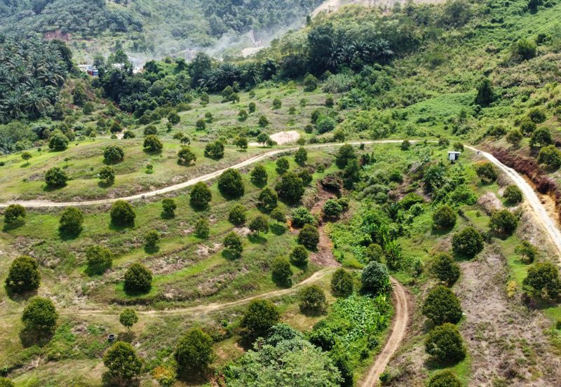 46 acres Durian Farm at Tapah,Perak