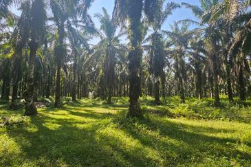 4.06849 acres palm oil land at Tapah, Perak