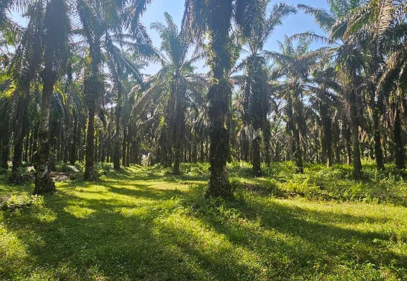 4.06849 acres palm oil land at Tapah, Perak