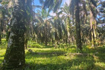 4.06849 acres palm oil land at Tapah, Perak