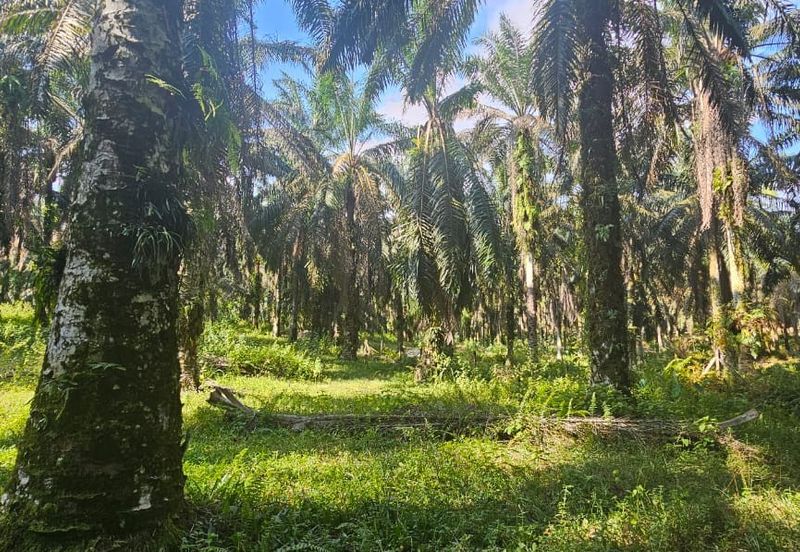 4.06849 acres palm oil land at Tapah, Perak