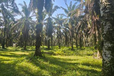 4.06849 acres palm oil land at Tapah, Perak