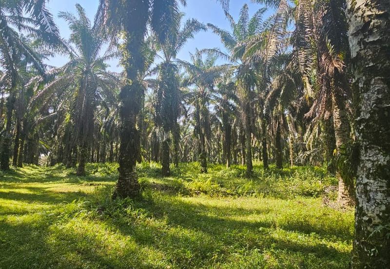 4.06849 acres palm oil land at Tapah, Perak