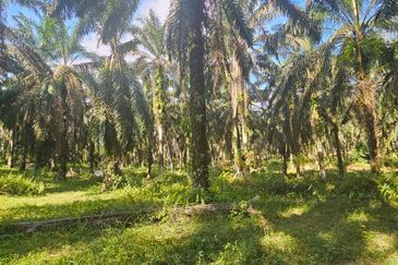 4.06849 acres palm oil land at Tapah, Perak