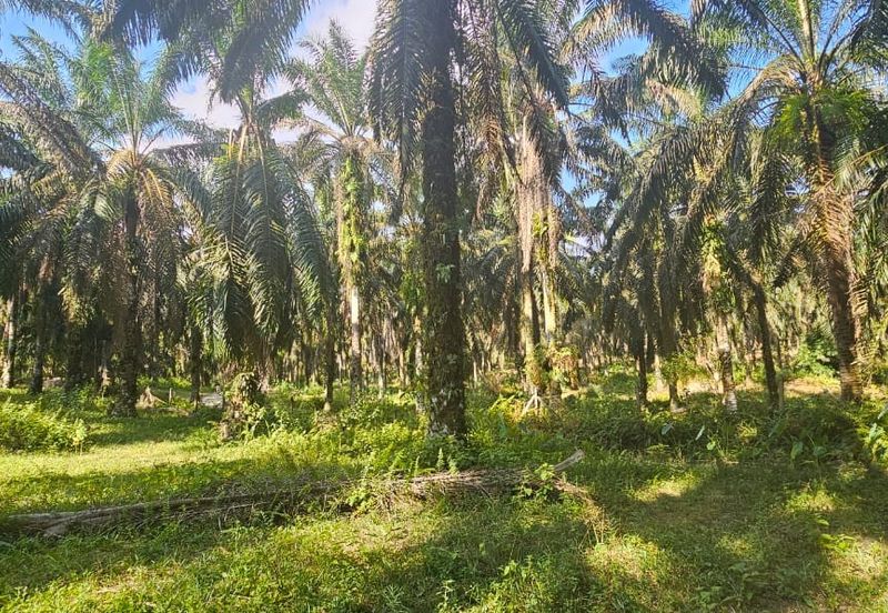 4.06849 acres palm oil land at Tapah, Perak