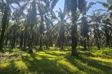 4.06849 acres palm oil land at Tapah, Perak