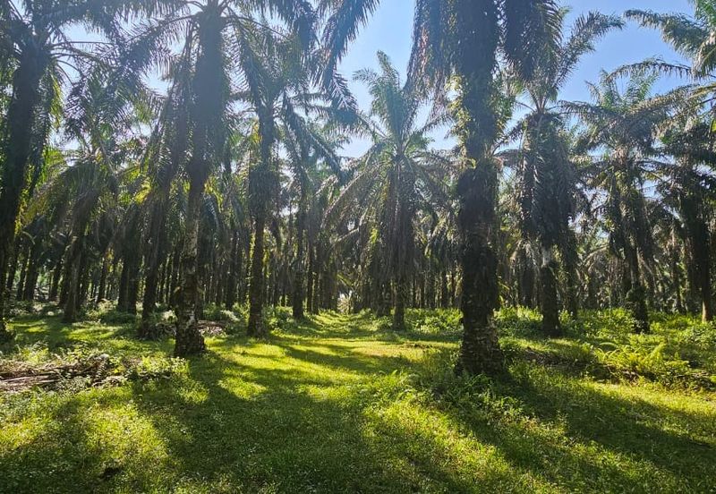 4.06849 acres palm oil land at Tapah, Perak