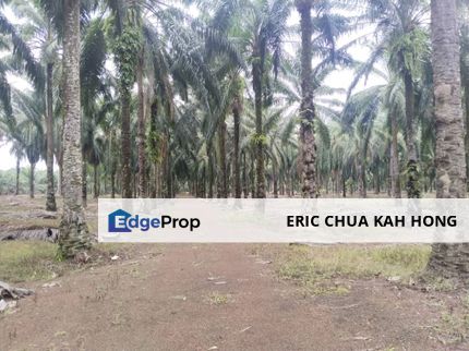 6.670363 acres first lot Palm oil Land at Sungai Siput, Perak, Perak, Kuala Kangsar