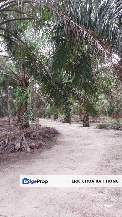 9.1 acres Palm oil land at Siputeh, Batu gajah Perak, Perak, Batu Gajah
