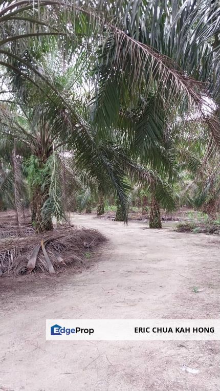 9.1 acres Palm oil land at Siputeh, Batu gajah Perak, Perak, Batu Gajah