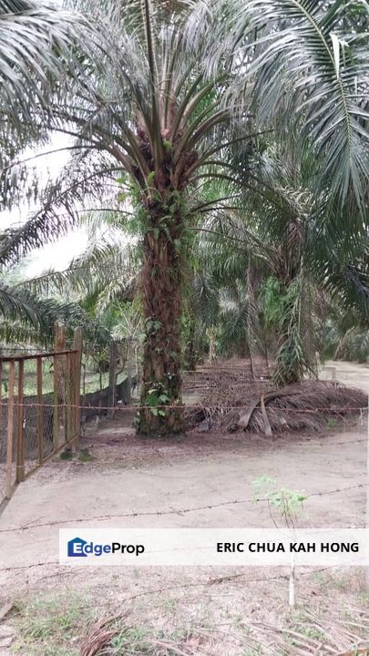 9.1 acres Palm oil land at Siputeh, Batu gajah Perak, Perak, Batu Gajah