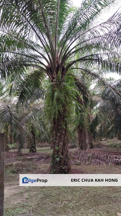 9.1 acres Palm oil land at Siputeh, Batu gajah Perak, Perak, Batu Gajah