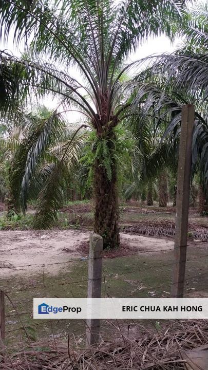 9.1 acres Palm oil land at Siputeh, Batu gajah Perak, Perak, Batu Gajah