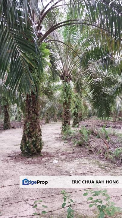 9.1 acres Palm oil land at Siputeh, Batu gajah Perak, Perak, Batu Gajah