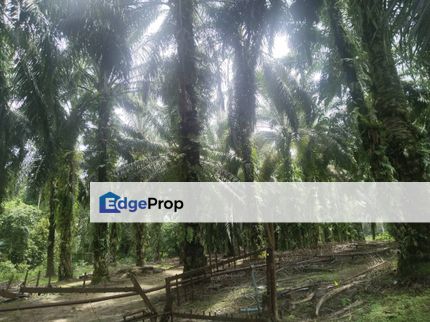 9.4 acres First Lot Palm oil Land at Siputeh, Batu Gajah Perak, Perak, Batu Gajah
