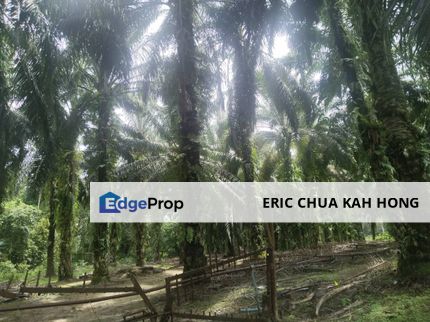 9.4 acres First Lot Palm oil Land at Siputeh, Batu Gajah Perak, Perak, Batu Gajah