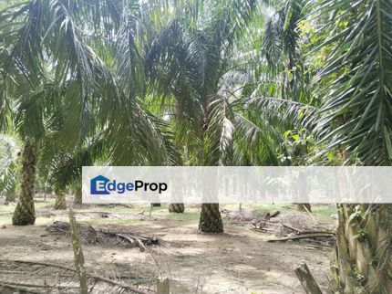 4.24 acres Palm oil LAnd at Sungai Siput,Perak, Perak, Kuala Kangsar
