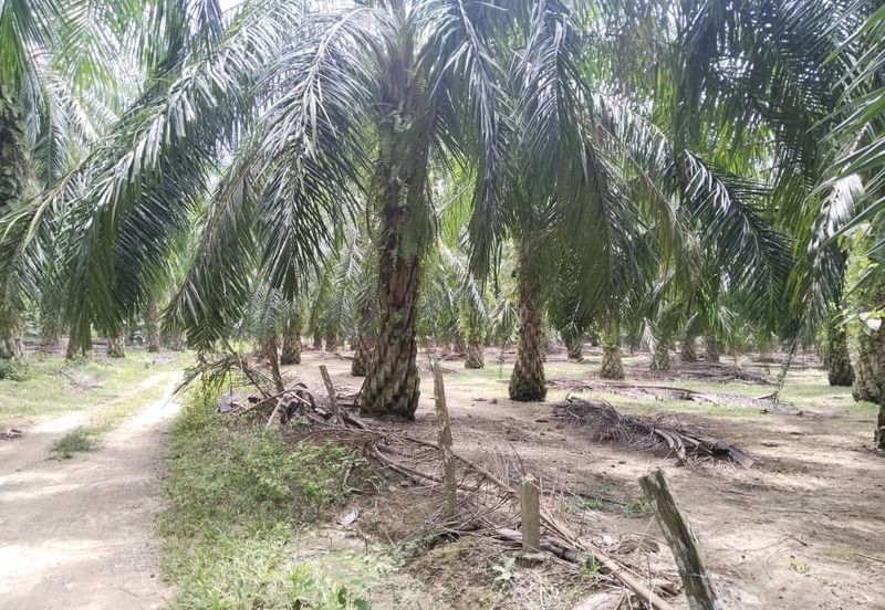 Sungai Siput