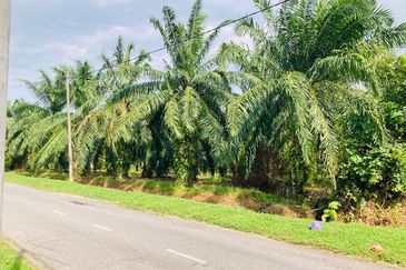 Persiaran Pulau Lumut 