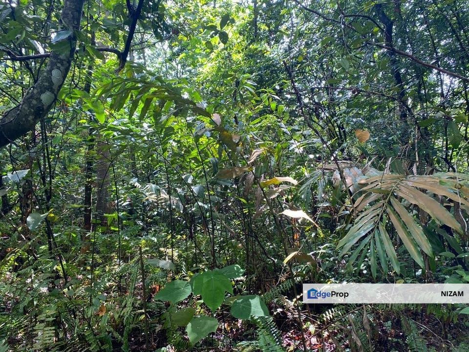 Agricultural Land 6 Acres in Kemensah Ampang KL For Sale, Selangor, Ulu Kelang