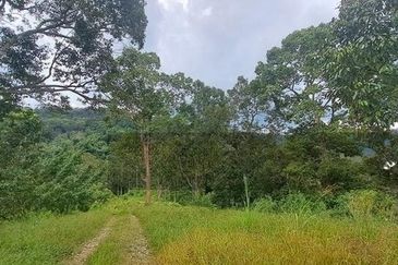 Tanah Dusun Durian Sg Jawa Ulu Cheka Jerantut Pahang Utk Dijual