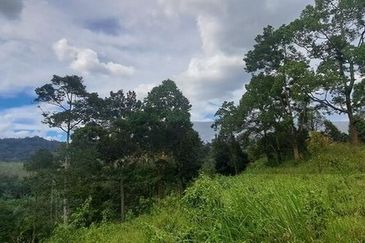 Tanah Dusun Durian Sg Jawa Ulu Cheka Jerantut Pahang Utk Dijual