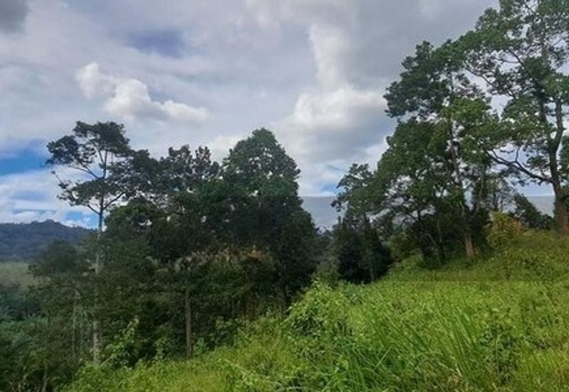 Tanah Dusun Durian Sg Jawa Ulu Cheka Jerantut Pahang Utk Dijual