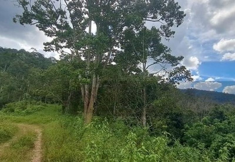 Tanah Dusun Durian Sg Jawa Ulu Cheka Jerantut Pahang Utk Dijual