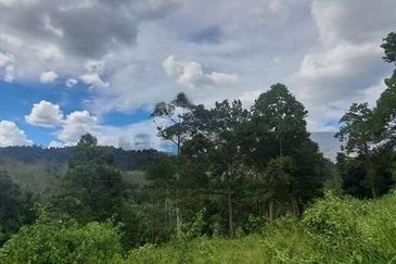 Tanah Dusun Durian Sg Jawa Ulu Cheka Jerantut Pahang Utk Dijual