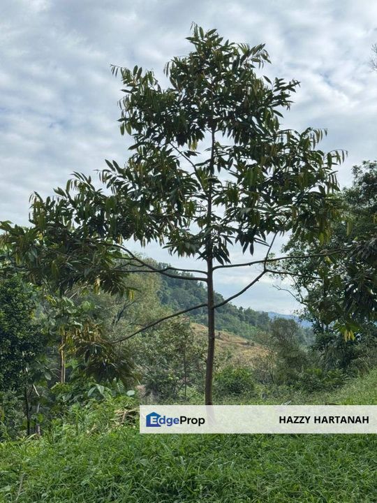 DUSUN @ TANAH PERTANIAN STRATEGIK DI GOMBAK, SELANGOR Buluh Akar / Bukit Madai, Mukim Setapak, Gombak, FOR SALE, Kuala Lumpur, Gombak