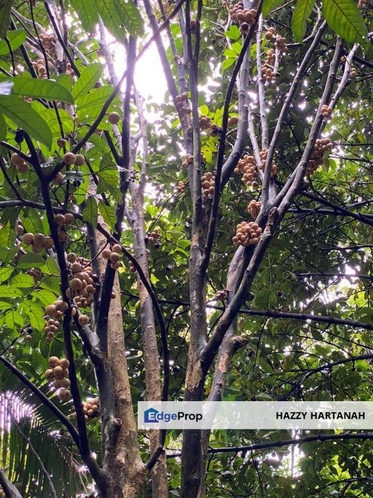 DUSUN @ TANAH PERTANIAN STRATEGIK DI GOMBAK, SELANGOR Buluh Akar / Bukit Madai, Mukim Setapak, Gombak, FOR SALE, Kuala Lumpur, Gombak