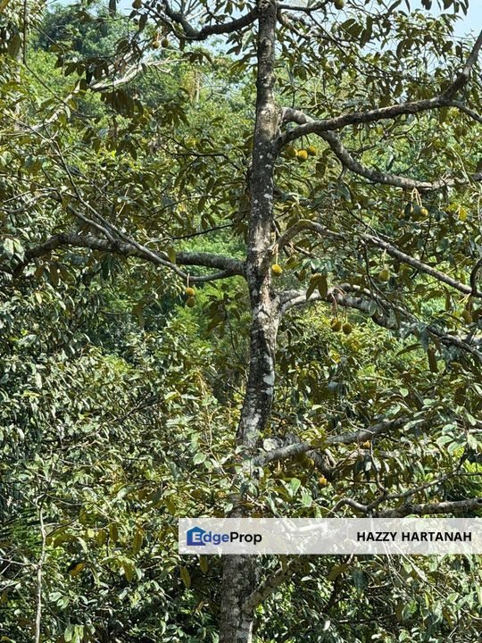 DUSUN @ TANAH PERTANIAN STRATEGIK DI GOMBAK, SELANGOR Buluh Akar / Bukit Madai, Mukim Setapak, Gombak, FOR SALE, Kuala Lumpur, Gombak