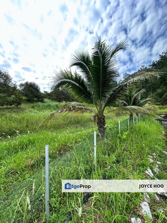 Serendah 6 Acre(s) Agricultural Land River Freehold Durian Orchard 6 Acres, Selangor, Hulu Selangor
