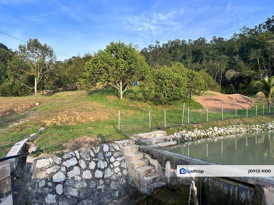 Serendah Land Musang King Tree River water Fish Catfish land, Selangor, Hulu Selangor