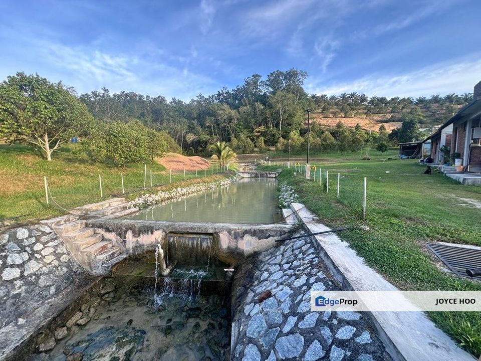 Serendah Land Musang King Tree River water Fish Catfish land, Selangor, Hulu Selangor